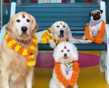 Celebrating Our Furry Friends: BBMP Hosts the Festival of Dogs on October 17th