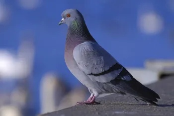 Bengaluru Man Arrested for Using Pigeons to Locate Locked Houses in 50 Robberies