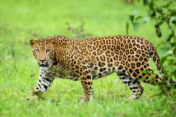 Leopard Attack in Shirur Claims Life of 4-Year-Old Boy