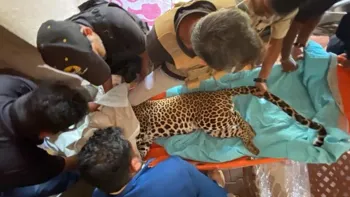 Leopard Rescued After Entering Public Park in Pune’s Nigdi Area